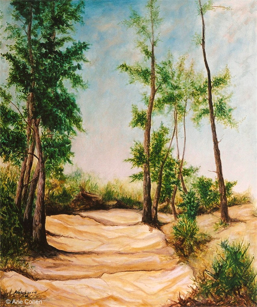 Road in Bat-Shlomo Forest • שביל ביער בת-שלמה